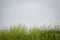 Overgrown weeds and cloudy sky