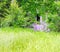 Overgrown Weeds Create a Fiesta of Green Surrounding this Abandoned, Beaten Down Old Barn