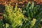 Overgrown white cauliflower flowers. Sprouting flowerheads and leaves on a garden plot