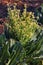 Overgrown white cauliflower flowers. Sprouting flowerheads and leaves on a garden plot