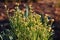 Overgrown white cauliflower flowers. Sprouting flowerheads and leaves on a garden plot