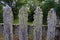 Overgrown wooden garden fence detail, at a farm, Patagonia, Argentina