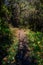 Overgrown woodland trail in the Black River Riparian Forest and Wetland with sun streaming through from above