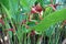 Overgrowth and leaves with flowers of tropical plant red