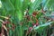 Overgrowth and leaves with flowers of tropical plant red