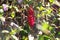 Overgrowth and leaves with flowers of tropical plant red