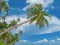 Overhanging palm tree and blue sky