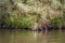 Overhanging roots and branches of willow trees in a wild freshwater tidal area