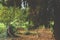 Overhanging tree branches shade an autumnal park scene