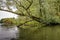 Overhanging willow trees in a wild freshwater tidal area