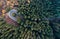 Overhead aerial top view over hairpin turn road bend in countryside autumn pine forest.Fall orange,green,yellow,red tree