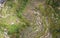 Overhead Aerial View of Tegallalang Rice Terrace. Ubud Bali - Indonesia. Abstract Background