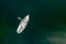 Overhead, or birds eye view of an old and aged sailboat with sheet down and anchored on a turquoise lake