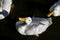Overhead capture of heavy white Pekin Duck, also known as a Long Island or Aylesbury Duck