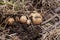 Overhead close-up view of freshly dug new white golden potatoes of various sizes in a home garden.