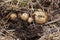 Overhead close-up view of freshly dug new white golden potatoes of various sizes in a home garden.