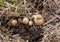 Overhead close-up view of freshly dug new white golden potatoes of various sizes in a home garden.