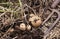 Overhead close-up view of freshly dug new white golden potatoes of various sizes in a home garden.