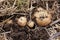 Overhead close-up view of freshly dug new white golden potatoes of various sizes in a home garden.