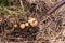 Overhead close-up view of freshly dug new white golden potatoes of various sizes in a home garden.