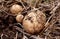 Overhead close-up view of freshly dug new white golden potatoes of various sizes in a home garden.