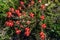 Overhead Closeup of a Cluster of Bright Orange Indian Paintbrush Wildflowers