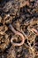 Overhead Closeup of an Earthworm on Soil