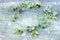 An overhead colored photo of wreath of blueberries with green leaves. Fresh ripe juicy bilberries, bright autumn colorful backgrou