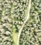 Overhead downward aerial view of forest trees