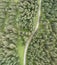 Overhead downward aerial view of forest trees