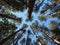 Overhead Forest Bathing View of Trees