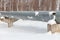 Overhead heat pipes. An onshore pipeline that conducts heat to heat a city in Russia. Winter, snow on the pipe