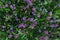 Overhead purple flowers closeup