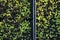 Overhead of Saplings Planted in Seedling Beds