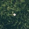 Overhead selective focus shot of lonely chamomile in a grassy field