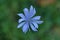 Overhead shallow focus shot of a blooming light blue chicory flower