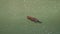 An overhead shot of a beaver swimming in the lamar river of yellowstone national park