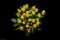 Overhead shot of a bouquet of a yellow tulips and chamomile against a black background