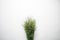 Overhead shot of a bunch of plant twigs on a white surface