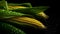 Overhead Shot of Corn with visible Water Drops. Close up.