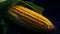 Overhead Shot of Corn with visible Water Drops. Close up.