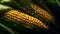 Overhead Shot of Corn with visible Water Drops. Close up.