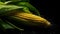 Overhead Shot of Corn with visible Water Drops. Close up.