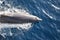 Overhead shot of a dolphin leaping out of the water with the blowhole exposed