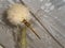 Overhead shot of a dragonfly (anisoptera) perched on a white thistle