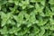 Overhead shot of fresh, green catnip leaves at a garden