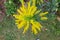 Overhead shot of goldenrod flowers