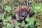 Overhead shot of green and brown echeveria - perfect for background