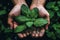 An overhead shot of a hand holding a bunch of freshly picked mint leaves, with water droplets glistening on the leaves,