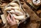 Overhead shot of homemade banana shaped cookies in wooden basket on rustic brown table